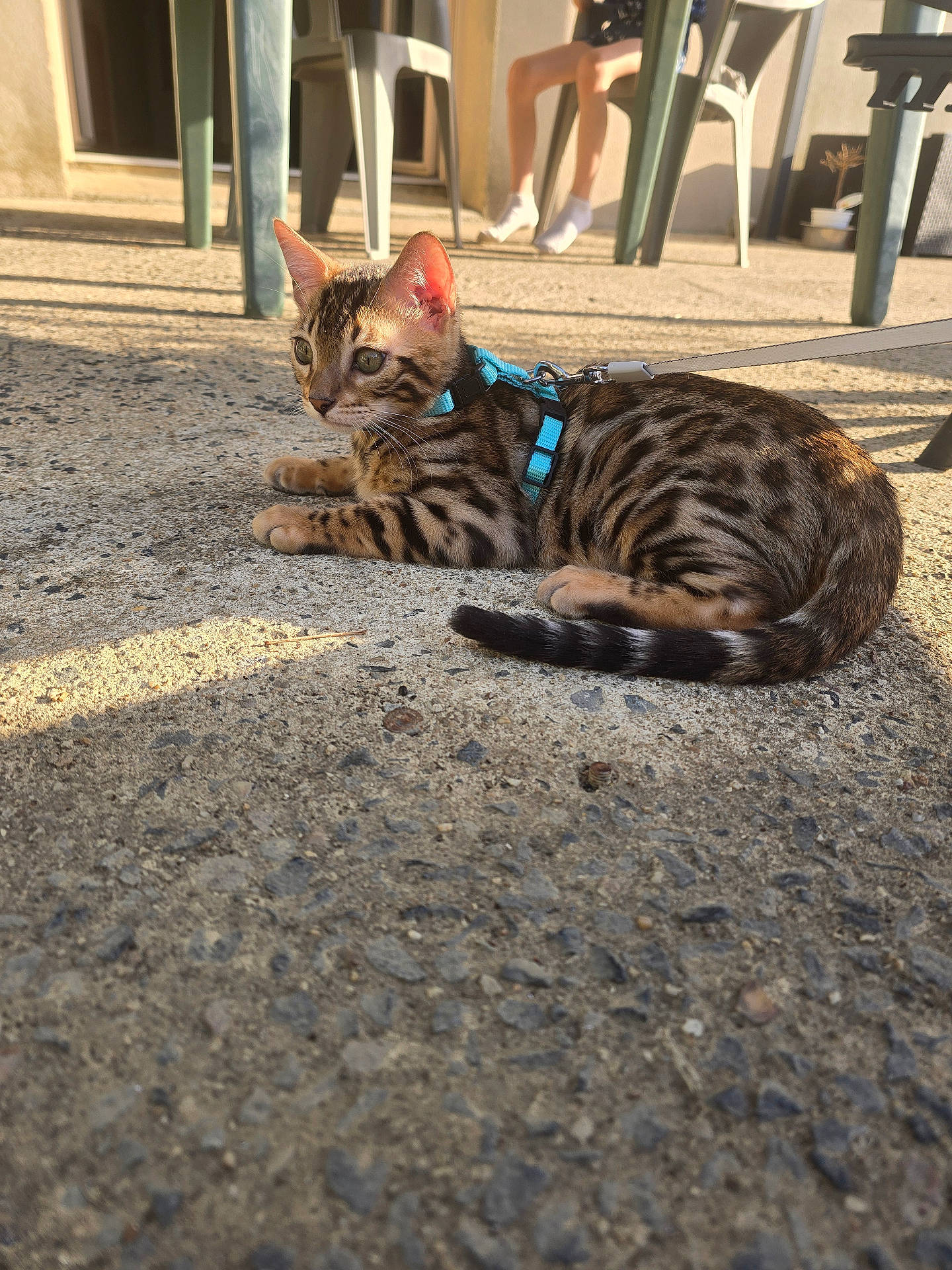 animal, bengal_cat, cat, chair, concrete, cute, feline, harness, kitten, leash, legs, outdoor, person, pet, resting, shadow, small, striped, sunlight, tabby