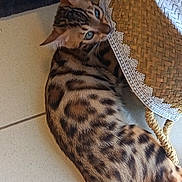 Boston a rejoint le concours — aidez-le/la à gagner de superbes lots ! animal, bengal_cat, black_spots, brown, cat, closeup, cozy, curious, domestic_cat, ears, eyes, floor, indoor, lace, lying_down, patterned_fur, pet, tail, tile, woven_basket