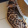 animal, bengal_cat, black_spots, brown, cat, closeup, cozy, curious, domestic_cat, ears, eyes, floor, indoor, lace, lying_down, patterned_fur, pet, tail, tile, woven_basket