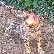 Boston a rejoint le concours — aidez-le/la à gagner de superbes lots ! cat, kitten, bengal_cat, leash, outdoor, dirt, greenery, plant, bush, animal, pet, young, alert, feline, walking, curious, spotted_coat, collar, nature, small