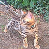 cat, kitten, bengal_cat, leash, outdoor, dirt, greenery, plant, bush, animal, pet, young, alert, feline, walking, curious, spotted_coat, collar, nature, small