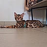 cat, bengal_cat, indoor, tile_floor, feather_toy, feline, pet, collar, animal, resting, alert, patterned_coat, brown, black_spots, fur, whiskers, ears, floor, furniture, blanket