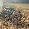 cat, animal, pet, outdoor, grass, field, nature, sunlight, harness, close_up, curious, feline, brown, striped, whiskers, ears, playing, ground, daylight, blurred_background