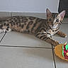 animal, bengal_cat, black, brown, cat, curious, domestic, ears, feline, floor_tile, indoor, lying_down, orange, paw, pet, plush_toy, spotted, striped, toy, whiskers