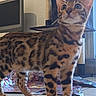 animal, bengal_cat, cat, cat_tree, curious, curtain, domestic, ears, feline, floor, indoor, pet, playful, spotted, striped, television, tiled_floor, toy, whiskers, young_cat