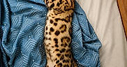Boston a rejoint le concours — aidez-le/la à gagner de superbes lots ! cat, sleeping, bed, blanket, blue, patterned, feline, resting, cozy, indoor, fur, tail, wooden_frame, relaxed, animal, pet, domestic, spotted, whiskers, cute