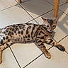 animal, bengal_cat, cat, curious, cute, domestic_animal, ears, feline, floor, home, indoor, pet, relaxed, resting, shadow, spotted_fur, sunlight, tail, tile, whiskers