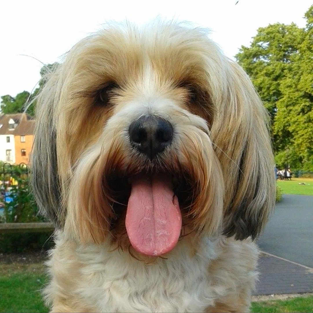 Charlie is registered to the contest to win money with this photo: biewer_terrier, carnivoran, cavachon, cavapoo, companion_dog, dog, dog_breed, dog_breed_group, dog_like_mammal, havanese, lhasa_apso, lowchen, sapsali, shih_tzu, snout, sporting_lucas_terrier, terrier, tibetan_terrier, vertebrate, vulnerable_native_breeds