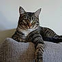 cat, tabby, feline, pet, indoor, couch, gray, relaxed, paw, whiskers, ears, striped, fur, animal, mammal, resting, home, domestic, portrait, one_animal