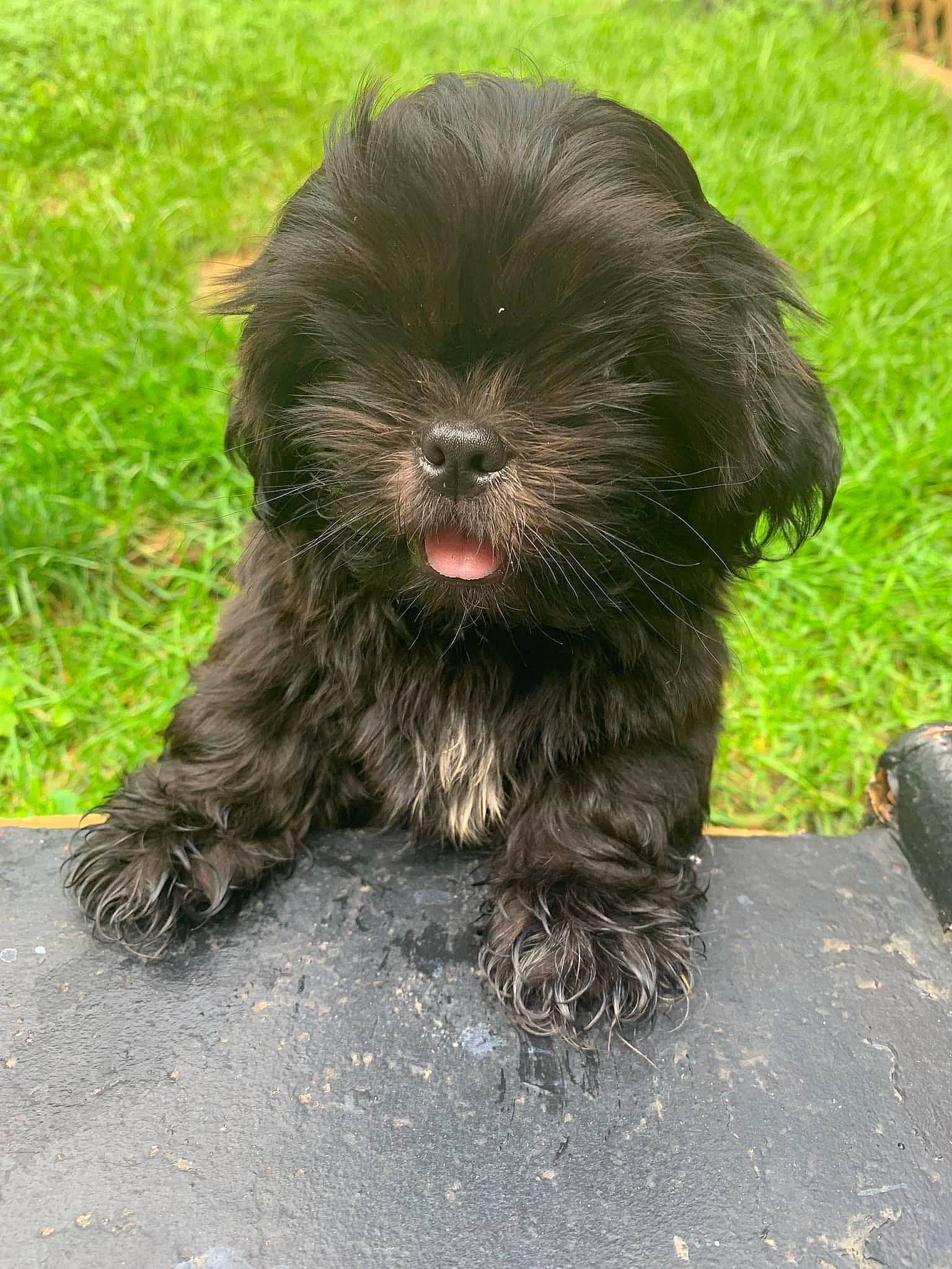 Malcolm is registered to the contest to win money with this photo: biting, canidae, carnivore, companion_dog, dog, dog_breed, dog_collar, fur, grass, liver, maltepoo, non_sporting_group, small_terrier, snout, sporting_group, terrestrial_animal, terrier, toy_dog, working_animal, working_dog