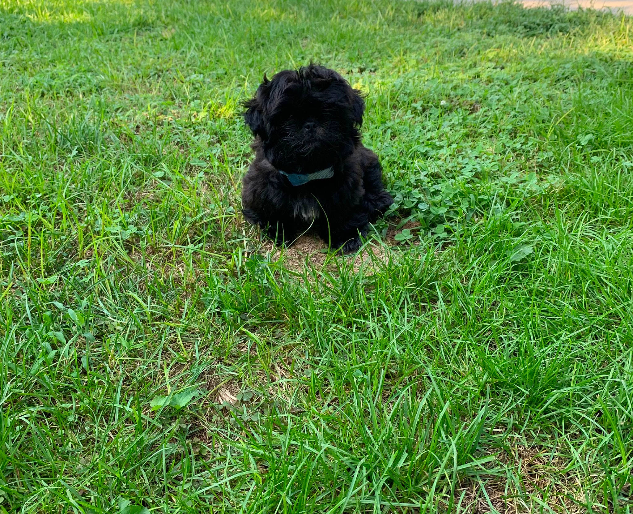 Malcolm joined the competition — help win amazing prizes! canidae, carnivore, companion_dog, dog, dog_breed, grass, grass_family, grassland, groundcover, lawn, liver, pasture, small_terrier, soil, sporting_group, terrestrial_animal, terrier, toy_dog, water_dog, working_animal