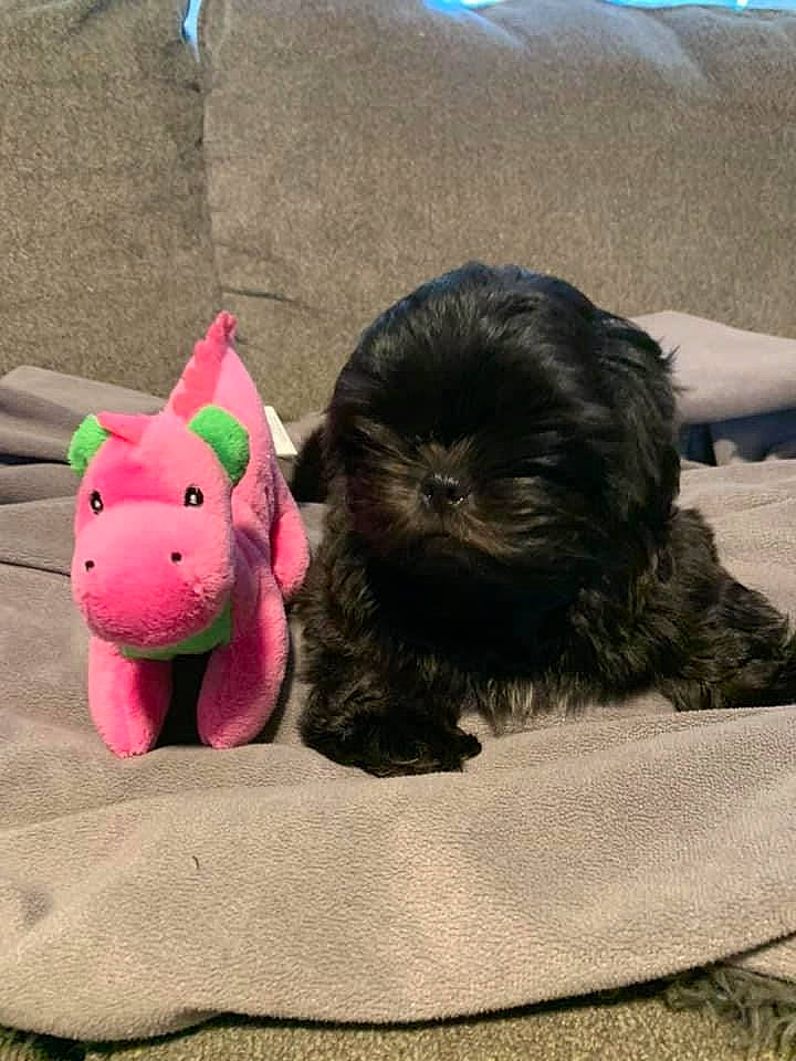 Malcolm joined the competition — help win amazing prizes! carmine, carnivore, comfort, companion_dog, dog_breed, felidae, fur, grass, landscape, linens, liver, magenta, plush, snout, stuffed_toy, tail, terrestrial_animal, toy, toy_dog, working_animal