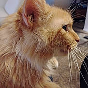 Pharaoh is registered to the contest to win money with this photo: cat, orange_cat, fluffy, whiskers, indoor, side_profile, pet, animal, feline, close_up, fur, domestic_cat, mammal, cute, relaxed, household, portrait, whisker, attention, soft_lighting