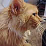 cat, orange_cat, fluffy, whiskers, indoor, side_profile, pet, animal, feline, close_up, fur, domestic_cat, mammal, cute, relaxed, household, portrait, whisker, attention, soft_lighting