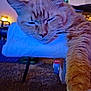 cat, orange_tabby, sleepy, paw, fur, towel, indoor, carpet, resting, close_up, pet, feline, whiskers, cozy, relaxed, domestic_cat, soft, animal, household, blue_light