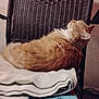 Pharaoh joined the competition — help win amazing prizes! cat, orange_cat, fluffy, sleeping, chair, woven_chair, blanket, indoor, cozy, pet, fur, resting, feline, animal, home, relaxation, soft, comfort, quiet, peaceful