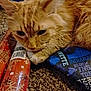 Pharaoh joined the competition — help win amazing prizes! cat, orange_cat, pet, feline, wrapping_paper, holiday, carpet, closeup, fur, whiskers, indoor, cozy, resting, cute, animal, tabby, relaxed, soft, texture, home