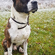 Taz participe au concours pour gagner de l'argent avec cette photo : animal, black, brown, canine, cold, collar, dog, ears, field, frost, frozen, grass, leaf, nature, outdoor, pet, portrait, sitting, white, winter