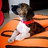 animal, attention, brindle_coat, cozy, cute, dog, domestic, floor, furniture, home, indoor, looking_sideways, orange_cushion, pet, puppy, red_collar, relaxed, resting, spotting, young_dog