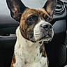 Taz participe au concours pour gagner de l'argent avec cette photo : animal, brindle, car_interior, closeup, cloud, companion, dashboard, dog, ear, greenery, indoor, nose, pet, portrait, seat, sitting, sky, thoughtful, white_fur, window