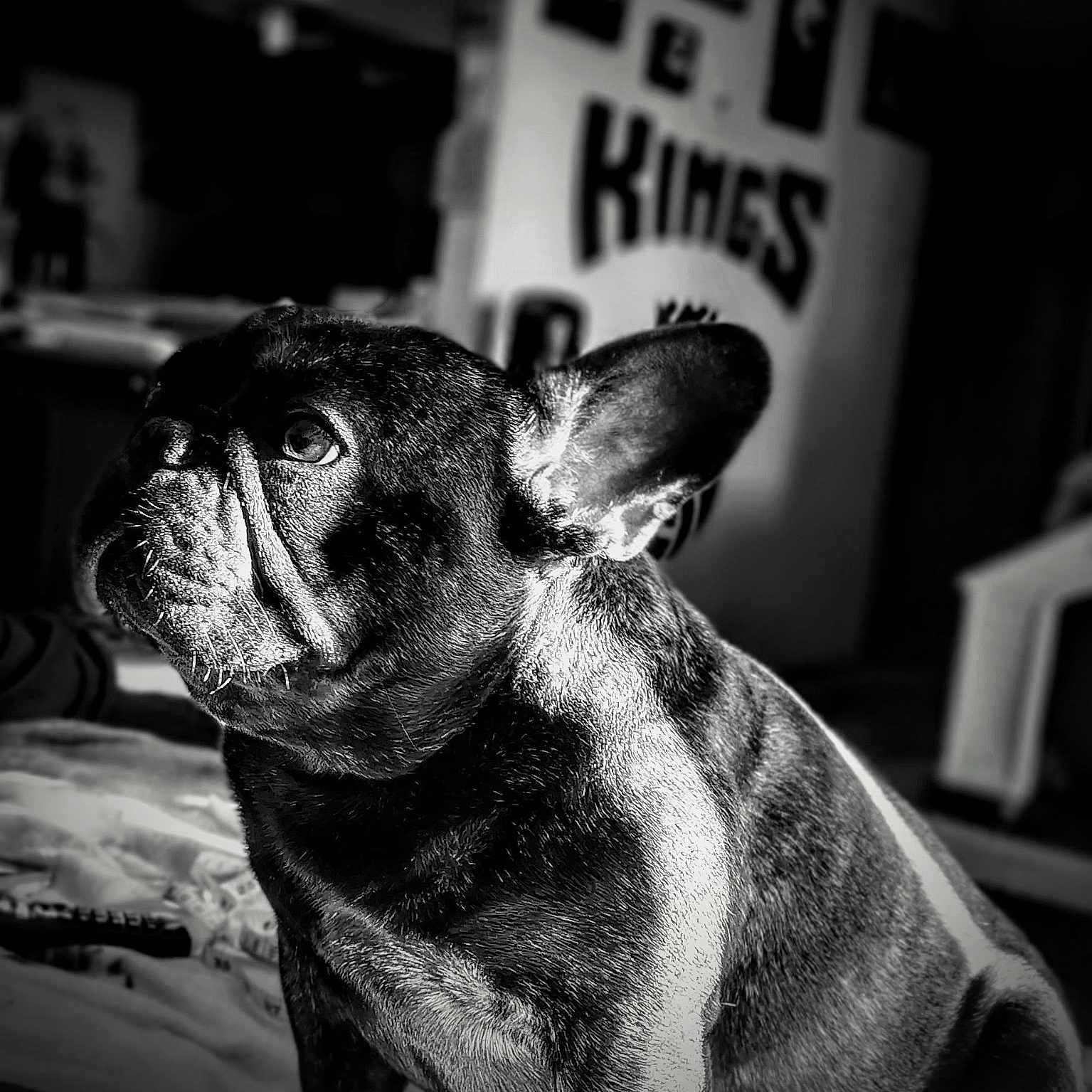 Rocky Boy is registered to the contest to win money with this photo: animal, black_and_white, blurred_background, close_up, cozy, dog, ears, expression, face, french_bulldog, fur, furniture, indoor, pet, portrait, sitting, soft_light, texture, thoughtful, wall_art