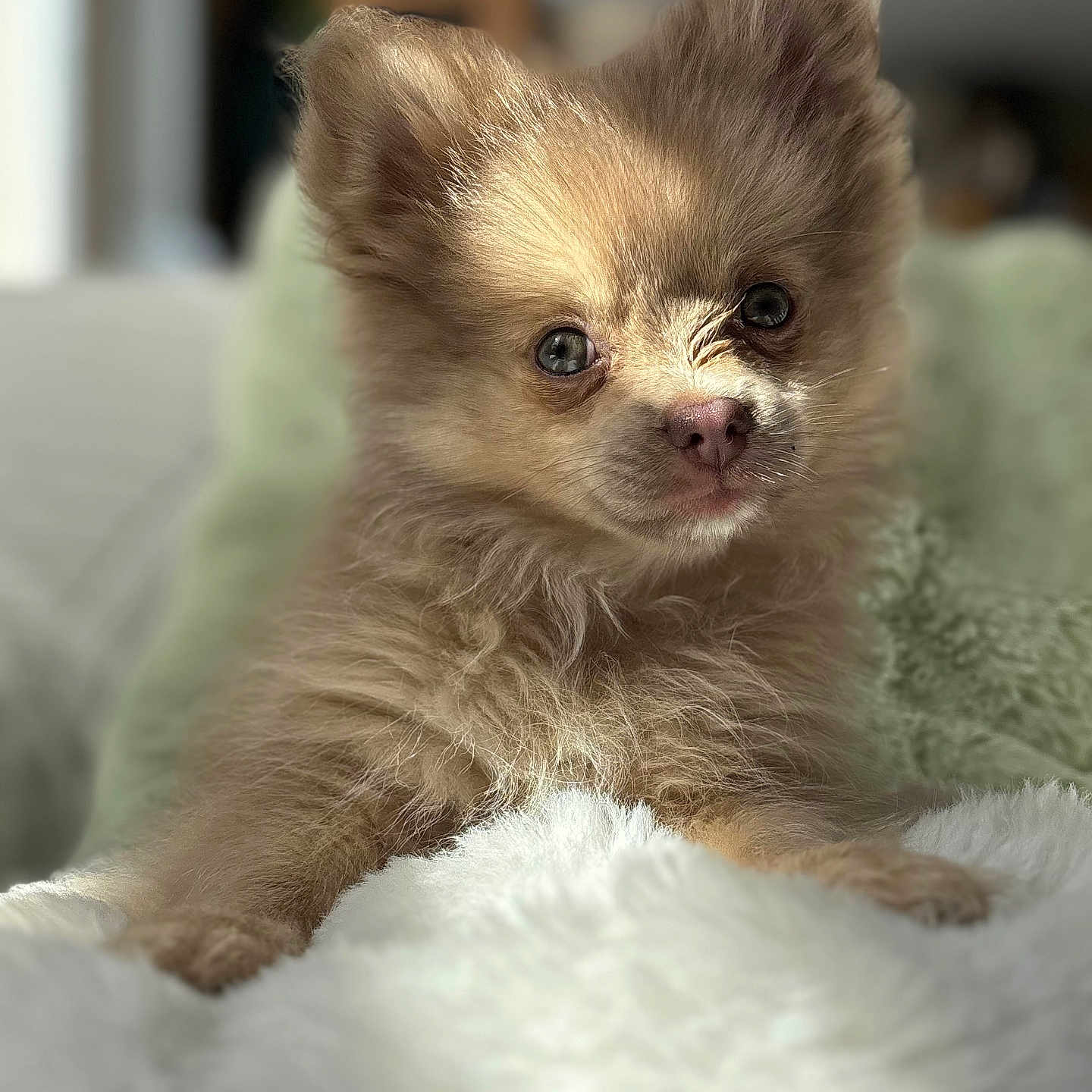 Maya a rejoint le concours — aidez-le/la à gagner de superbes lots ! adorable, animal, blanket, brown, closeup, cozy, cute, dog, ears, face, fluffy, fur, indoor, pet, portrait, puppy, resting, small, soft_light, young