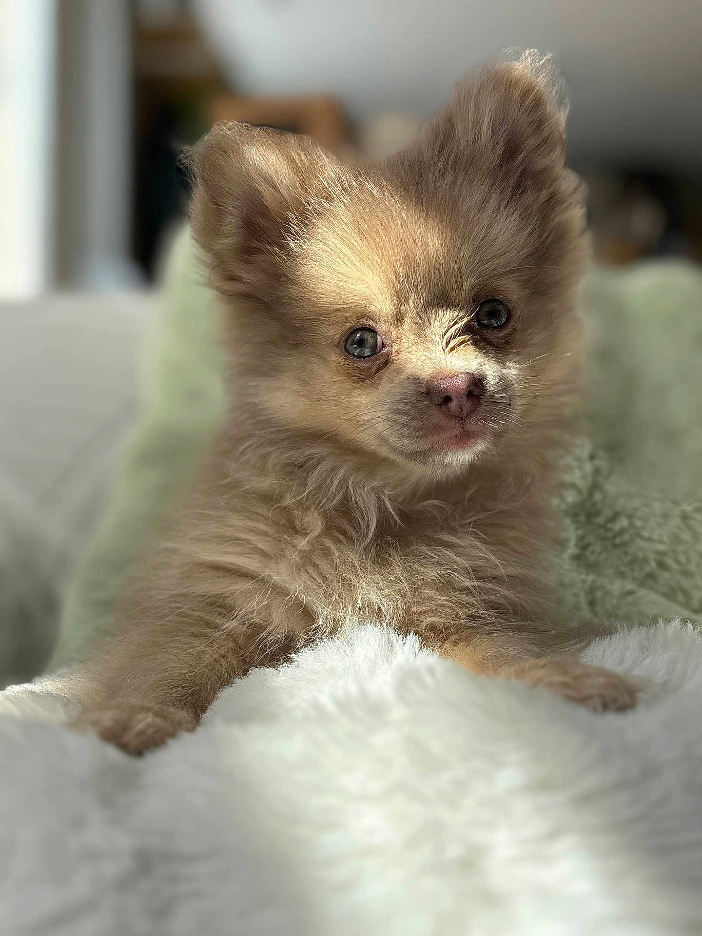 Maya a rejoint le concours — aidez-le/la à gagner de superbes lots ! puppy, dog, fluffy, fur, cute, pet, animal, blanket, cozy, indoor, soft_light, closeup, young, adorable, portrait, brown, small, face, ears, resting