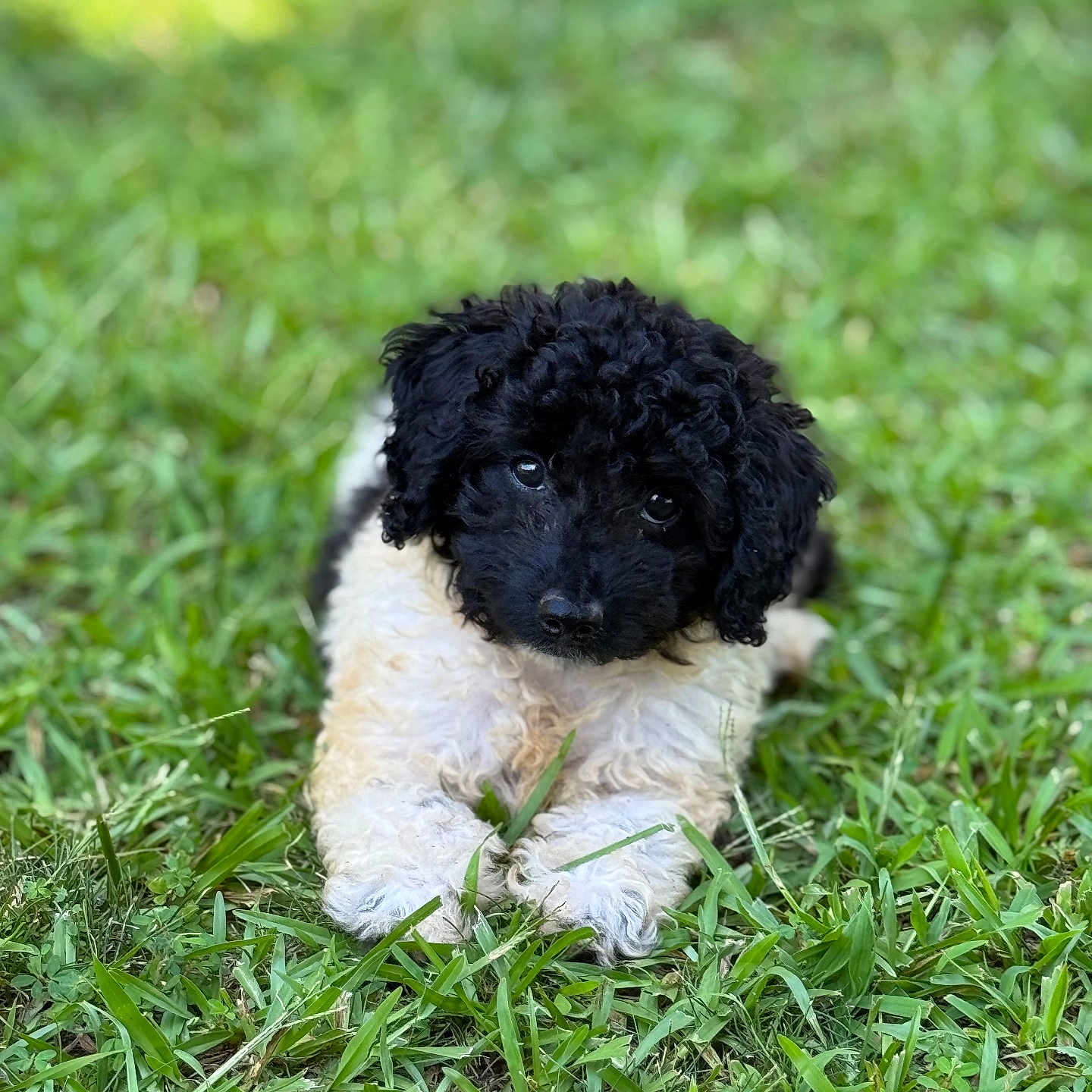 Remi joined the competition — help win amazing prizes! adorable, animal, black_and_white, canine, curly_fur, cute, dog, fur, garden, grass, greenery, lying_down, mammal, nature, outdoor, pet, playful, portrait, puppy, young