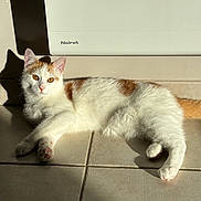 Ptiroux a rejoint le concours — aidez-le/la à gagner de superbes lots ! animal, cat, cute, domestic_cat, ears, feline, floor, fur, golden_eyes, indoor, laying_down, orange_cat, pet, relaxing, shadow, sunlight, tail, tiles, whiskers, white_cat