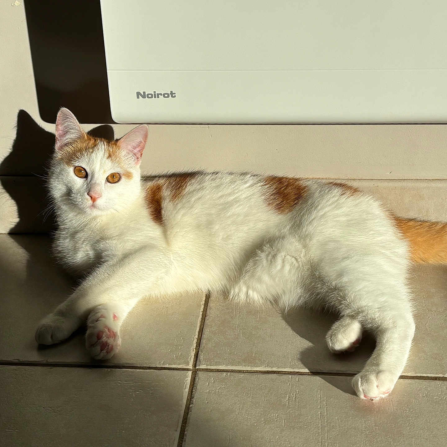 Ptiroux a rejoint le concours — aidez-le/la à gagner de superbes lots ! animal, cat, cute, domestic_cat, ears, feline, floor, fur, golden_eyes, indoor, laying_down, orange_cat, pet, relaxing, shadow, sunlight, tail, tiles, whiskers, white_cat