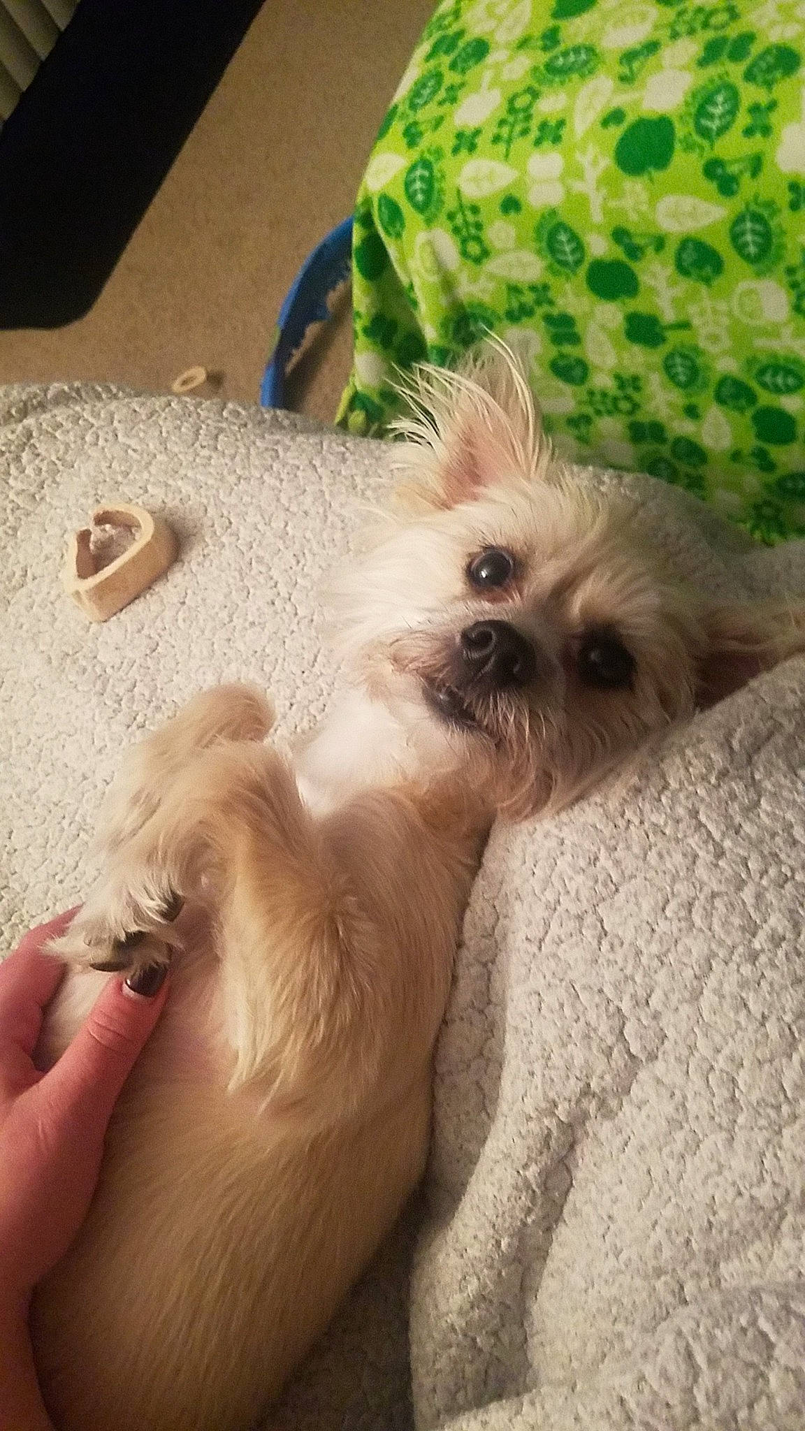 Knox is registered to the contest to win money with this photo: canidae, carnivore, companion_dog, couch, dog, dog_breed, dog_supply, fawn, felidae, fur, paw, pillow, puppy_love, small_terrier, small_to_medium_sized_cats, snout, sporting_group, toy_dog, whiskers, working_animal