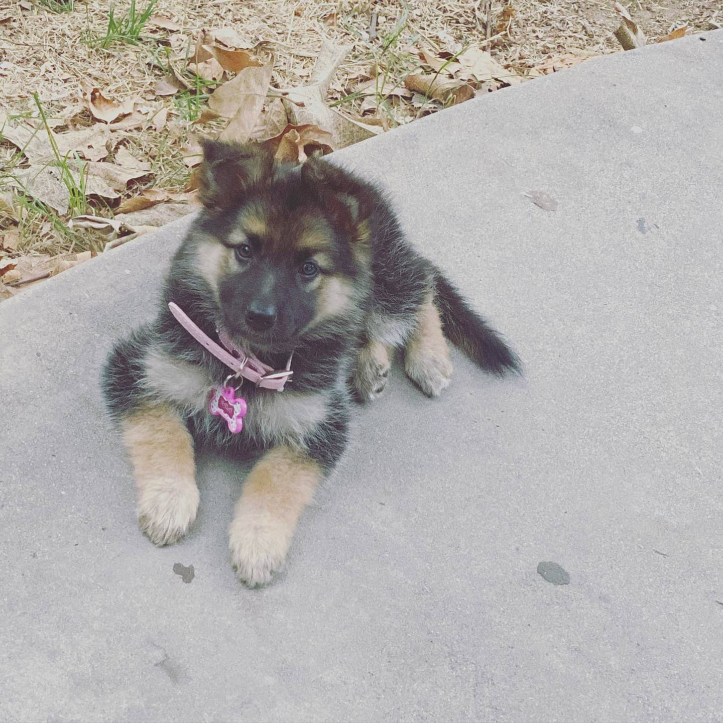 Nala Blue is registered to the contest to win money with this photo: canidae, carnivore, dog, dog_breed, east_european_shepherd, german_shepherd_dog, herding_dog, king_shepherd, mammal, native_american_indian_dog, old_german_shepherd_dog, puppy, rare_breed_dog, shiloh_shepherd_dog, vertebrate, working_dog