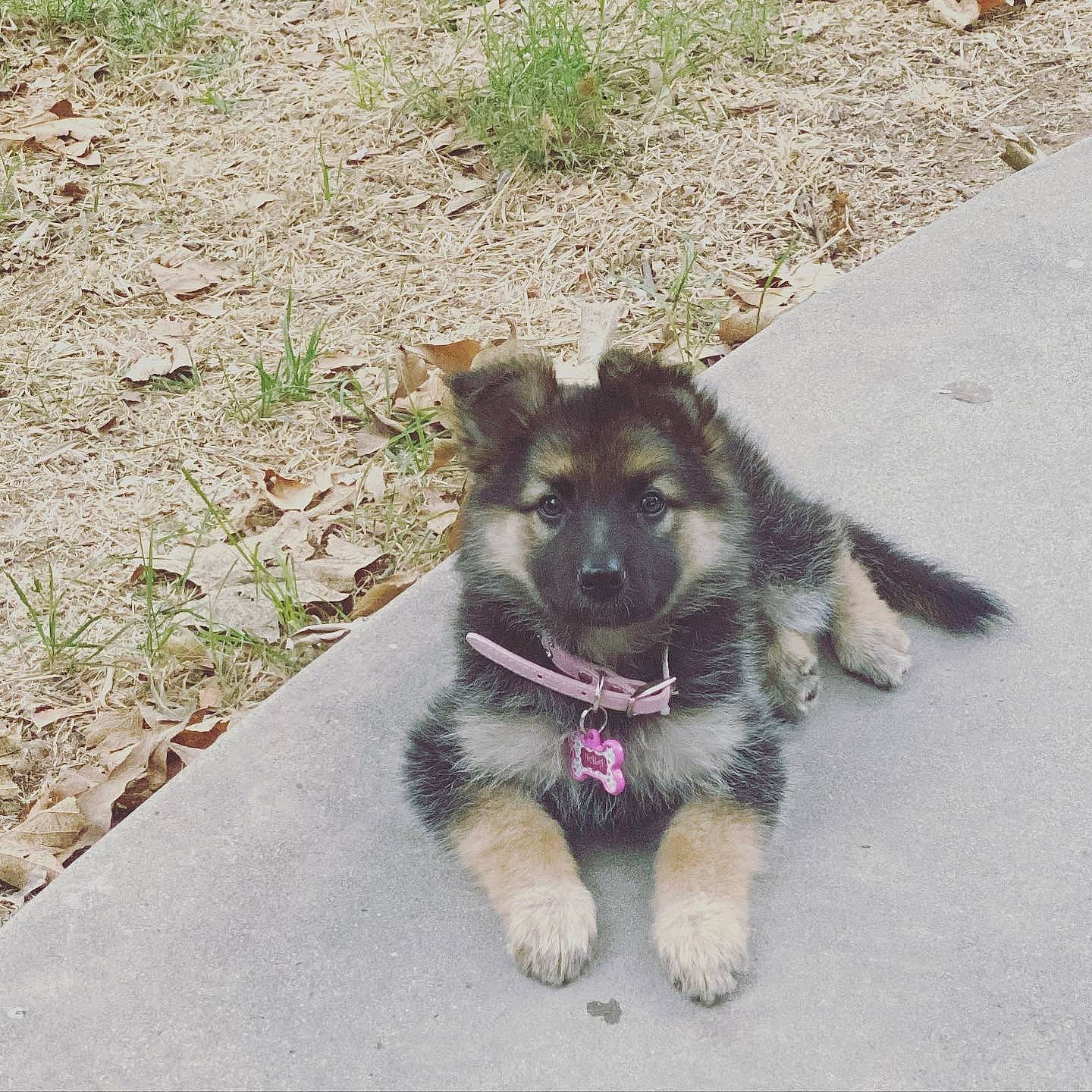 Nala Blue joined the competition — help win amazing prizes! canidae, carnivore, dog, dog_breed, east_european_shepherd, german_shepherd_dog, herding_dog, king_shepherd, mammal, norwegian_elkhound, old_german_shepherd_dog, puppy, rare_breed_dog, shiloh_shepherd_dog, vertebrate, working_dog