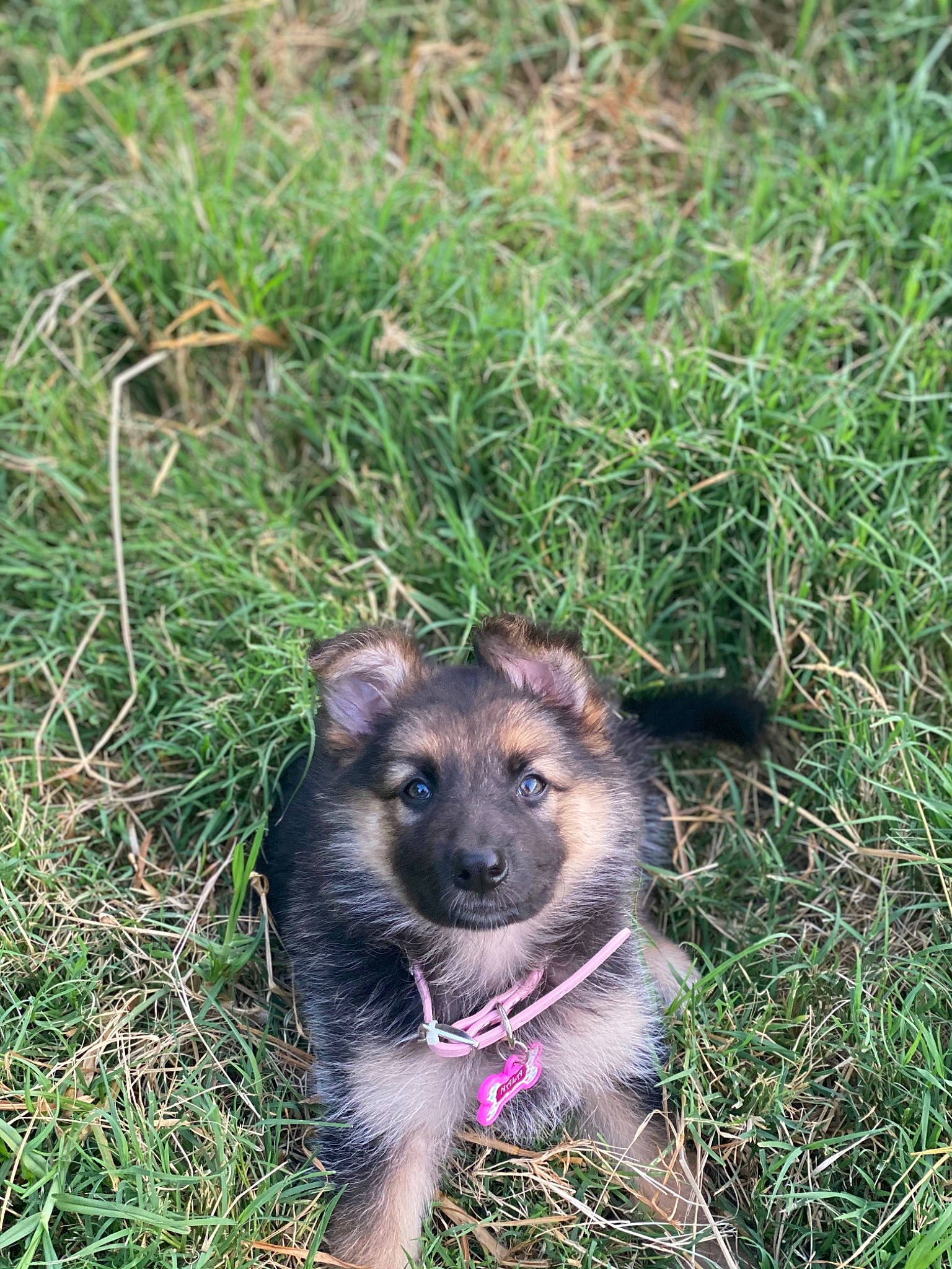 Nala Blue joined the competition — help win amazing prizes! canidae, carnivore, dog, dog_breed, fawn, german_shepherd_dog, grass, mammal, plant, puppy, vertebrate, wildlife