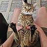 cat, tabby, pet, animal, indoor, carpet, person, lap, legs, paws, feline, striped, relaxed, holding, cute, domestic, whiskers, ears, claws, home