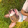 Noya is registered to the contest to win money with this photo: dog, grass, collar, pet, animal, playful, outdoor, canine, ears, teeth, lying_down, happy, nature, closeup, brown, white, tongue, fur, summer, relaxed