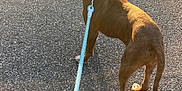 Noya joined the competition — help win amazing prizes! dog, leash, asphalt, sunlight, shadow, outdoor, pet, animal, brown, white, collar, walking, curious, alert, evening, daylight, pavement, canine, standing, sunset