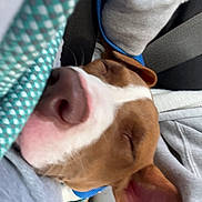Noya is registered to the contest to win money with this photo: dog, sleeping, close_up, brown, white, nose, ear, fabric, seatbelt, car_interior, cozy, pet, animal, resting, soft_texture, collar, relaxed, nap, indoor, casual