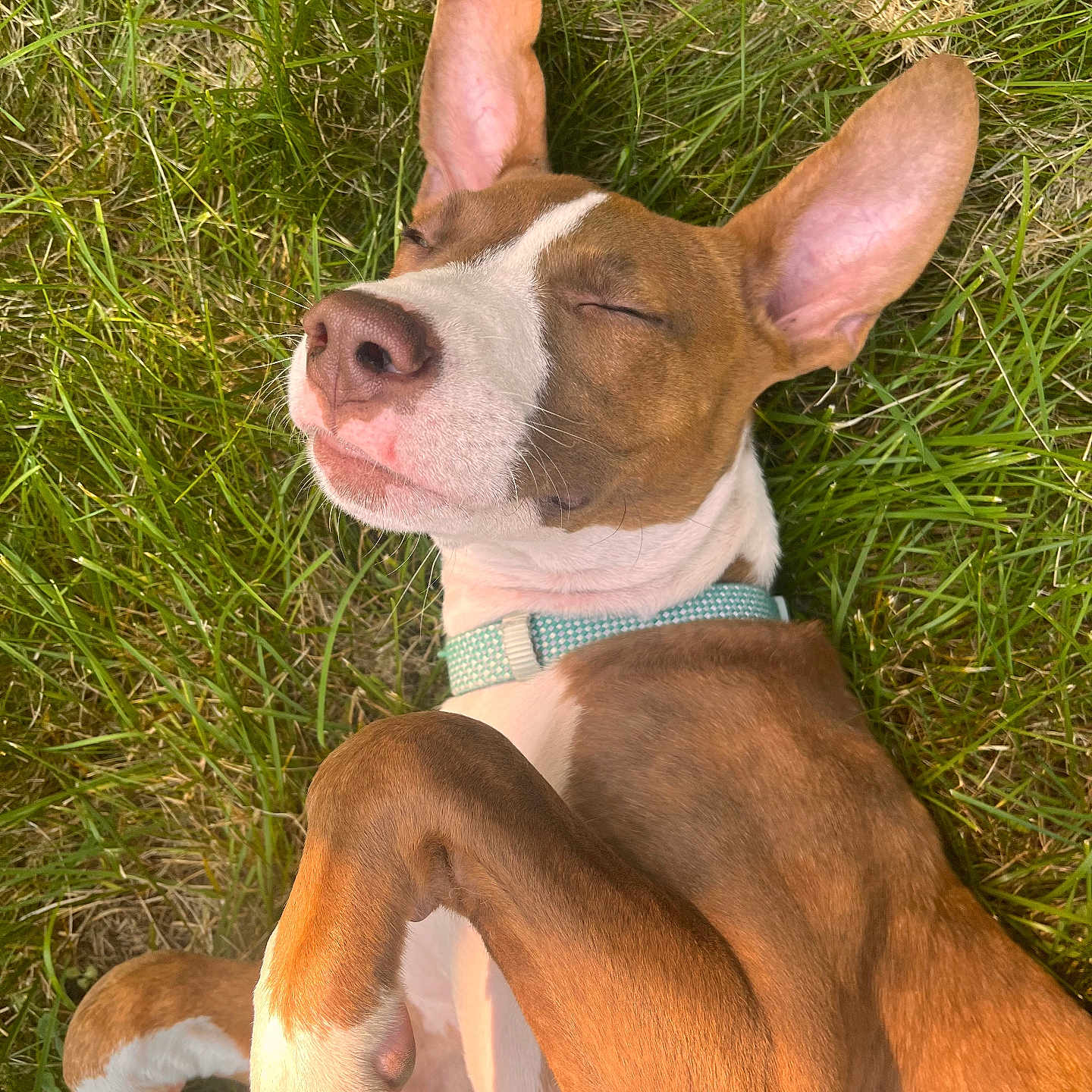 Noya is registered to the contest to win money with this photo: animal, brown, canine, closeup, collar, dog, ears, grass, lying_down, muzzle, nap, nature, outdoor, peaceful, pet, relaxing, resting, summer, sunlight, white