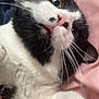 Clyde joined the competition — help win amazing prizes! cat, black_and_white, close_up, whiskers, pink_blanket, fur, pet, indoor, cute, playful, animal, relaxed, lying_down, face, nose, ears, eyes, paw, soft_texture, domestic