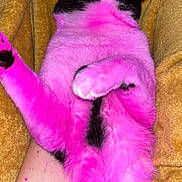 Clyde joined the competition — help win amazing prizes! cat, black_and_white, pink_fur, dyed_fur, relaxed, lying_down, yellow_blanket, pet, animal, whiskers, paw, fur, domestic_cat, cozy, resting, indoor, human_arm, stained_skin, cute, sleeping