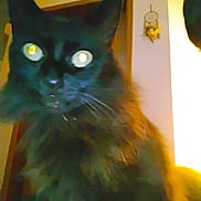 Ziggy is registered to the contest to win money with this photo: black_cat, cat, indoor, pet, feline, close_up, blurry, glowing_eyes, whiskers, fur, domestic_animal, animal, household, cozy, dreamcatcher, wall, light, shadow, portrait, cute