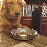 Rosie is registered to the contest to win money with this photo: dog, golden_retriever, pet, food_bowl, kibble, table, wooden_table, bookshelf, books, fan, indoor, furniture, brown, canine, animal, domestic_animal, waiting, companion, household, room