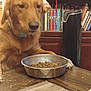 dog, golden_retriever, pet, food_bowl, kibble, table, wooden_table, bookshelf, books, fan, indoor, furniture, brown, canine, animal, domestic_animal, waiting, companion, household, room