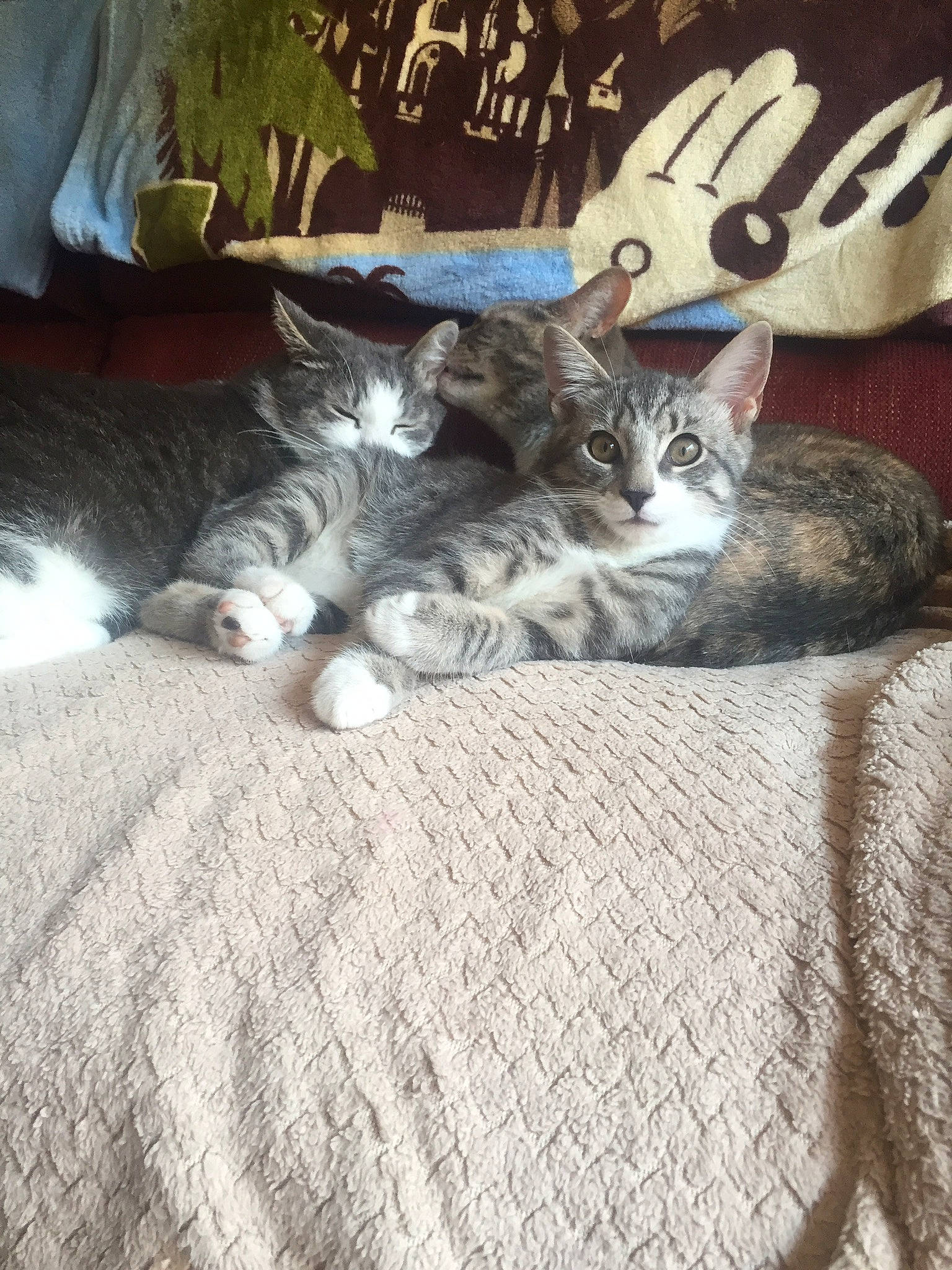 Butch joined the competition — help win amazing prizes! automotive_tire, carnivore, cat, comfort, domestic_short_haired_cat, felidae, flooring, font, fur, grey, hardwood, linens, paw, photo_caption, room, sitting, small_to_medium_sized_cats, tail, whiskers, wood