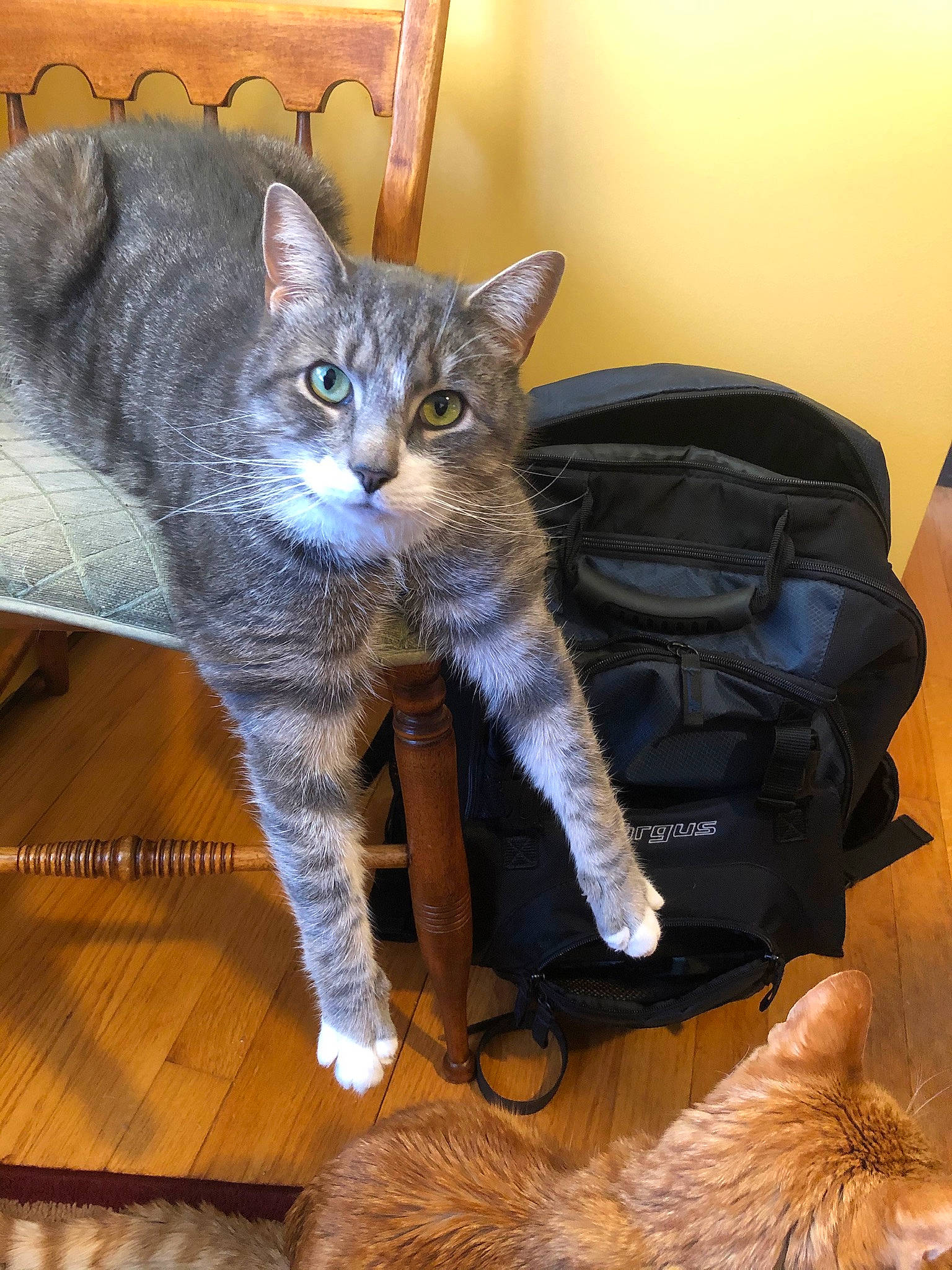 Butch is registered to the contest to win money with this photo: carnivore, cat, claw, comfort, domestic_short_haired_cat, felidae, fur, paw, sitting, small_to_medium_sized_cats, snout, tail, terrestrial_animal, whiskers