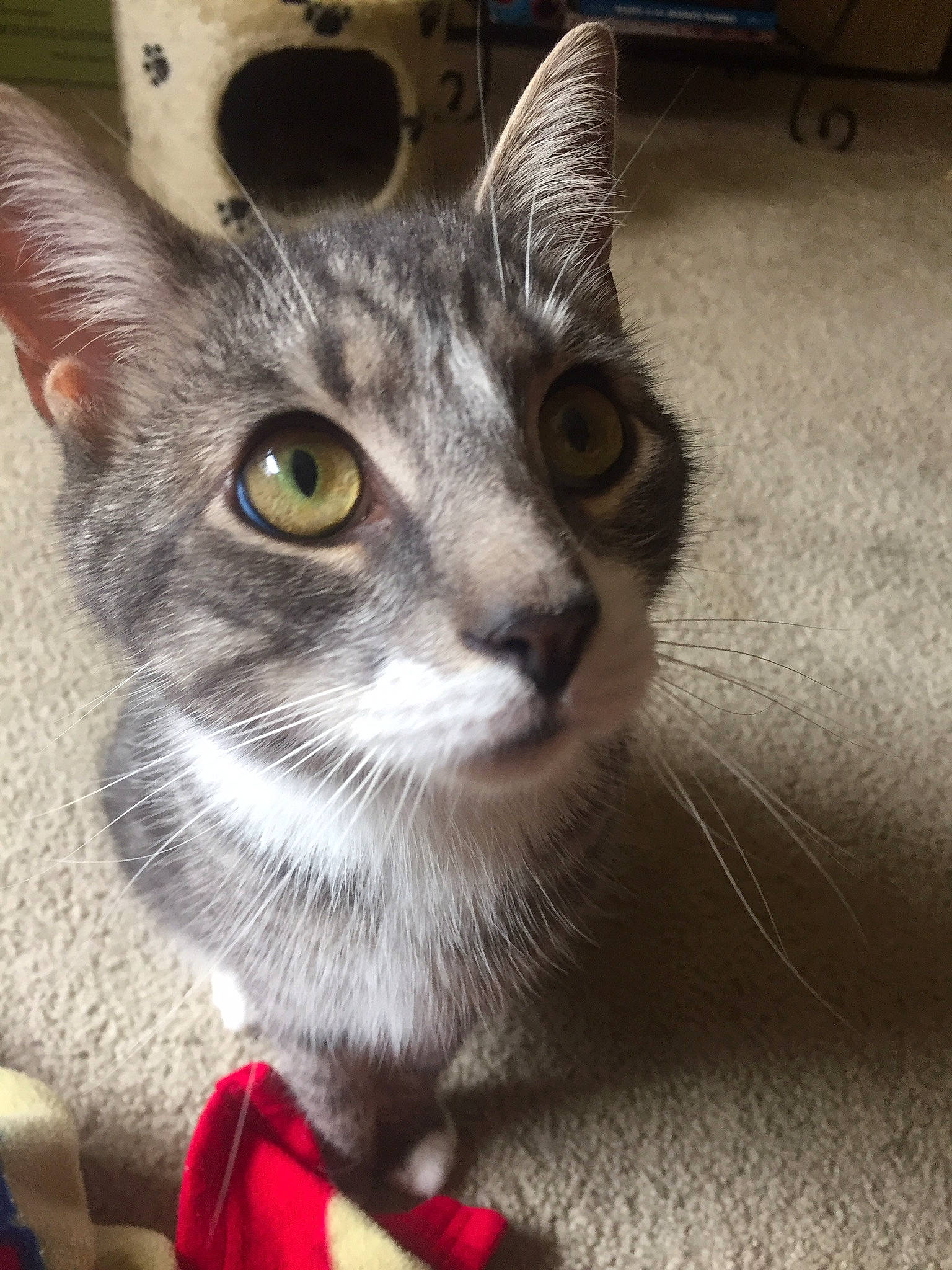 Butch joined the competition — help win amazing prizes! carnivore, cat, cat_furniture, cat_toy, claw, domestic_short_haired_cat, eye, felidae, flooring, fur, grey, paw, small_to_medium_sized_cats, snout, tail, whiskers, window