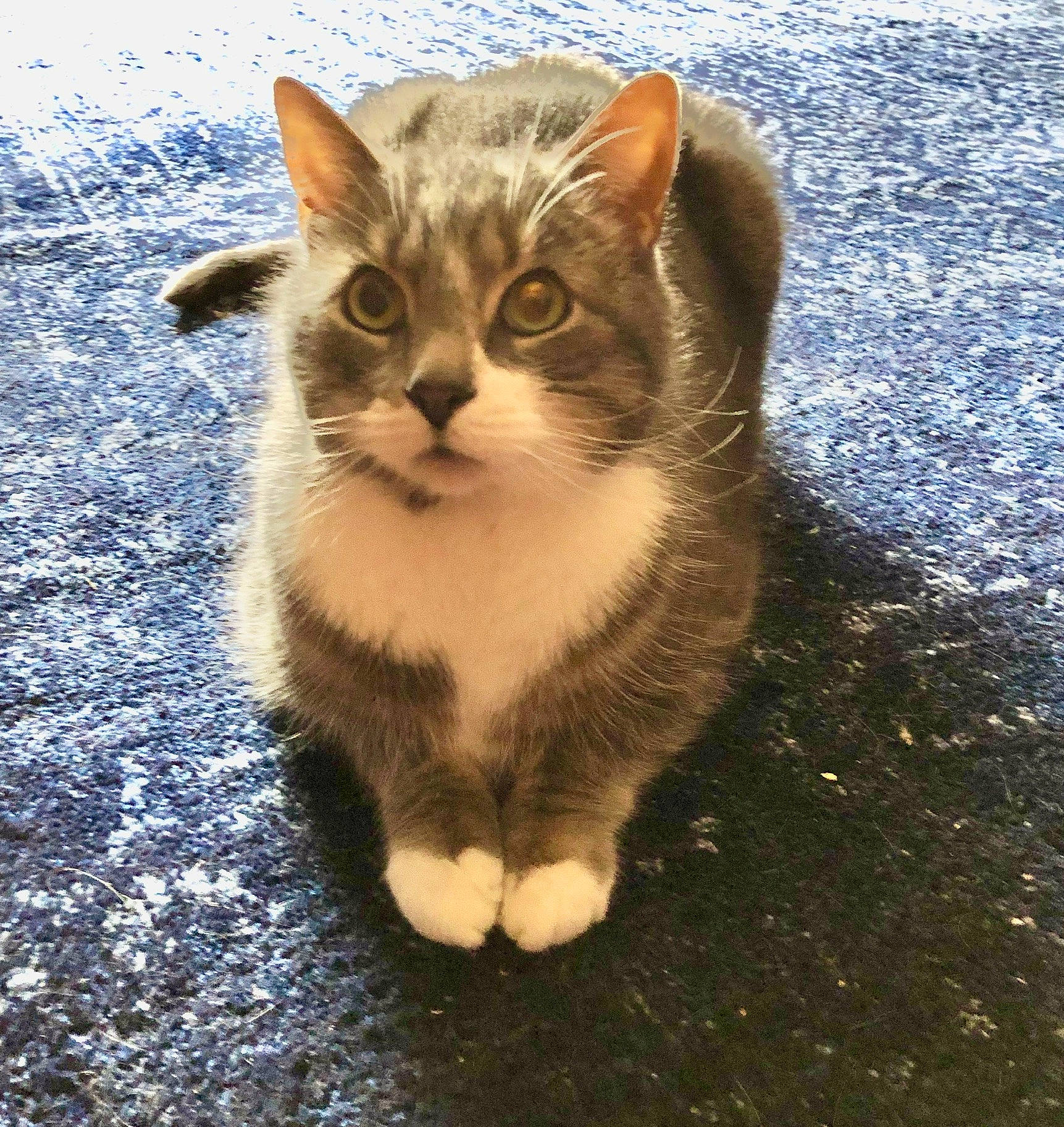 Butch joined the competition — help win amazing prizes! art, asphalt, carnivore, cat, claw, domestic_short_haired_cat, fawn, felidae, foot, fur, grass, paw, road_surface, sitting, small_to_medium_sized_cats, snout, tail, terrestrial_animal, whiskers, window