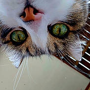 Rosie joined the competition — help win amazing prizes! cat, close_up, green_eyes, whiskers, fur, nose, ears, indoor, ceiling, wooden_blinds, curious, pet, animal, face, portrait, tabby, upside_down, domestic_cat, eyes