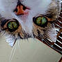 cat, close_up, green_eyes, whiskers, fur, nose, ears, indoor, ceiling, wooden_blinds, curious, pet, animal, face, portrait, tabby, upside_down, domestic_cat, eyes